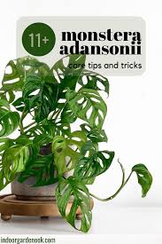 Monstera Adansonii How To Care For Swiss Cheese Plant Monstera Obliqua Plants Cheese Plant