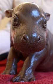 Harry The Baby Pygmy Hippo