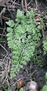 Image result for Asplenium boltonii