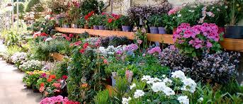 Gartenfachmarkt Zschopauer Strasse Ihr Kompetenter Partner