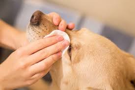 Dog tear stains are caused by a blocked tear duct or epiphora. How To Get Rid Of Tear Stains On Dogs Great Pet Care