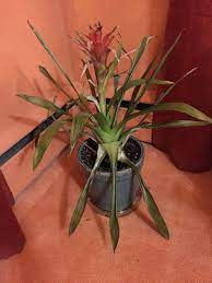 Pin On Bromeliad