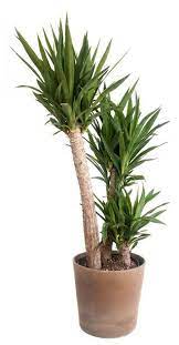 Yucca Houseplant Care Tips For Growing Yucca In Containers Yucca Plant Yucca Plant Care House Plant Care