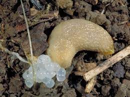 Snails and slugs love dampness so after heavy rainfall you are likely to find more in your. Slugs Entomology