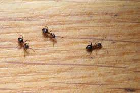 ameisen im garten bekampfen bewahrte hausmittel und methoden ameisen im garten hausmittel gegen ameisen ameisen im haus