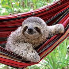 Your New Mindfulness Guru Is Here With Life In The Sloth Lane Workman Publishing Sloth Sloth Facts Animals