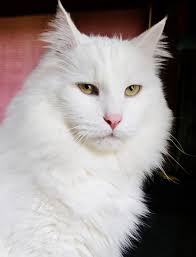 Oh Gilbert, you get more handsome every day.