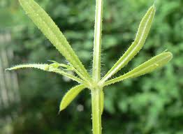 Image result for Galium chloroionanthum