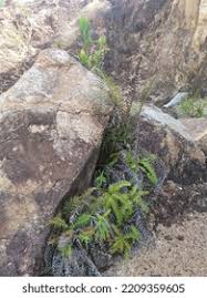 Image result for Parkeriaceae