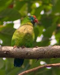 Red spots on forehead, and irregular red spots on throat. Pin On Birds Parrot Family Psittaciformes