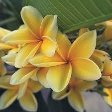 It is very easy to grow frangipani from cuttings, they are easy to strike from cuttings. Amazon Com Yellow Potted Plumeria Plant Not Just Cutting Select Yellows Fragrant Blooms This Summer 12 14 Plant Ships From Usa By Easy To Grow Bulbs A California Licensed