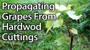 Cuttings taken from mother vines with moderate c/n ratio and less phenol content recorded maximum success percent with maximum root length. How To Propagate Grape Vines From Hardwood Cuttings Successfully Youtube