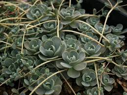 Bird netting can deter possums too as they cannot climb it, but be aware netting is easy for them to break through. Orostachys Boehmeri Chinese Dunce Cap World Of Succulents Succulents Flowering Succulents Container Garden Succulents
