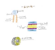 Image result for Lipid