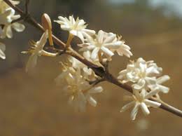 Image result for Coffea racemosa