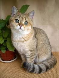 Our sister cattery, minuet kittens cattery, breeds minuet kittens (formerly napoleo. Pin On British Shorthair