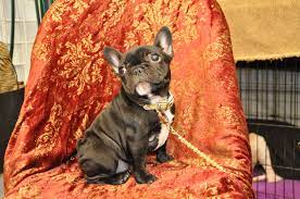 French bulldog puppies (palm springs) pic hide this posting restore restore this posting. Miniature French Bulldog At The Palm Springs Dog Show Miniature French Bulldog French Bulldog Dog Show