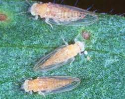 Image result for Pycreus melas