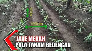 Cara menanam jahe agar cepat panen. Download Jahemerah Mp4 Mp3 3gp Naijagreenmovies Fzmovies Netnaija