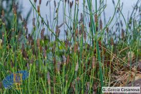 Image result for Equisetum ramosissimum