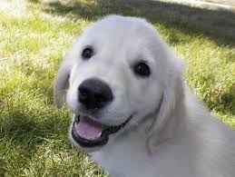 If you are reading this beau is available. Akc English Cream Golden Retriever Puppies 8 Weeks Old For Sale In Anderson Dam Idaho Classified Americanlisted Com
