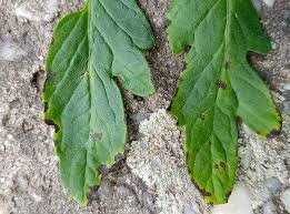 Image result for tomato seedling pseudomonas syringae pv tomato symptoms