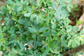 Image result for Pithecellobium dulce