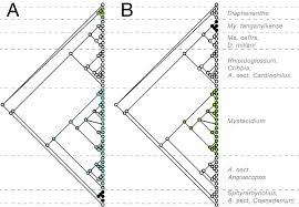 Image result for Diaphananthe lebelii