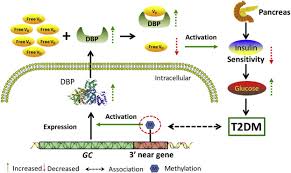 Methylation In 3 Near Region Of Gc Gene And Its Association