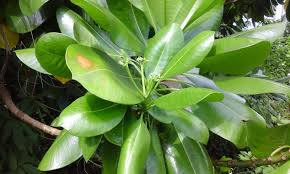 Image result for Nuxia oppositifolia