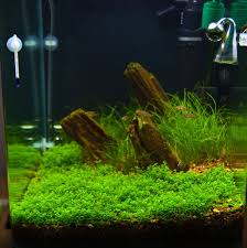 Aquascaping Planted Aquarium Aquascape Aquarium Aquascape
