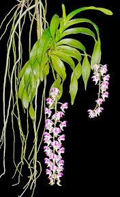 Aerides Lawrenceae Monaco Nature Encyclopedia