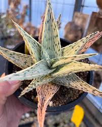 Image result for Euphorbia fanshawei