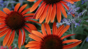 Jul 09, 2021 · purple coneflowers also from the sunflower family is this purple ornamental called purple coneflowers or coneflowers. The Colors Of Coneflowers