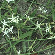 Image result for Orthanthera jasminiflora