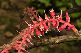 Image result for Helixanthera