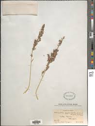 Image result for Echinochloa pyramidalis