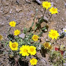 Image result for Glebionis