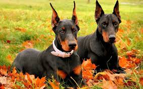 More images for how old do dobermans live » Doberman Live Wallpaper For Android Apk Download
