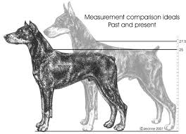 standard size the whys dpca breeder education