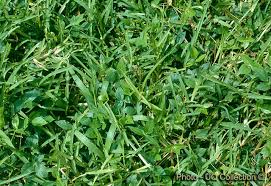 Image result for Vigna kirkii