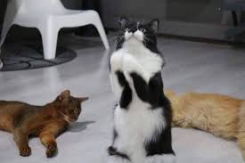 Vaksin kucing murah di glouriouz tempat vaksin kucing jakarta pusat. Nabilah Savepalestine On Twitter Dari Makanan2 Tu Lah Nak Beli Makanan Murah Sangat Kan Haa Pastu Kena Keluar Duit Utk Operation Beli Makanan Khas Lagi Satu Lagi Ramai Sangat Takut Nak