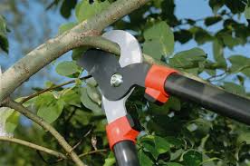 Lance was fantastic, knowledgeable and honest. Tree Services Canton Tree Removal Tree Service Alpharetta Georgia Tree Company