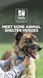 Volunteering With Animals Two Shelter Heroes Share Their Experience In 2020 Volunteering With Animals Animal Shelter Animals