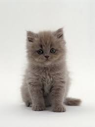 Litter Size Of Persian Cats Annie Many Baby Cats Kittens Cutest Cute Baby Animals