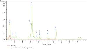 Image result for Stephania abyssinica