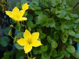 Image result for Wahlenbergia paludicola