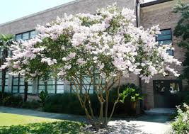 Dwarf Crepe Myrtle Garten Kleine Baume Kreppmyrte