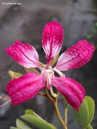 Image result for Bauhinia purpurea