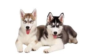 I had a husky mix years ago. Best Age To Breed A New Husky Embora Pets